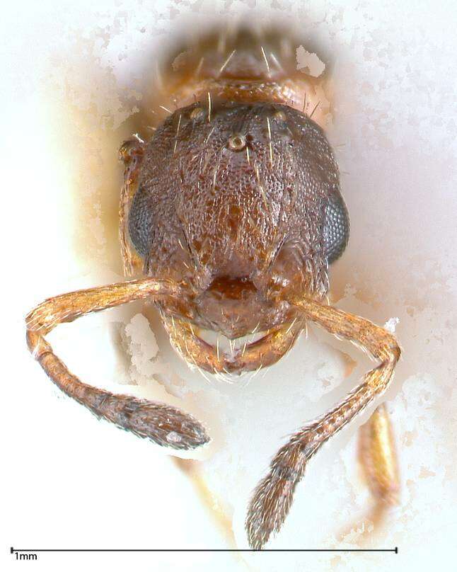 Image of Formicoidea