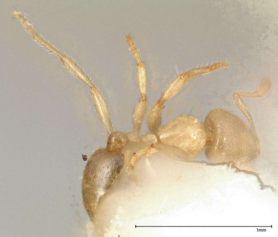 Image of Solenopsis pergandei Forel 1901