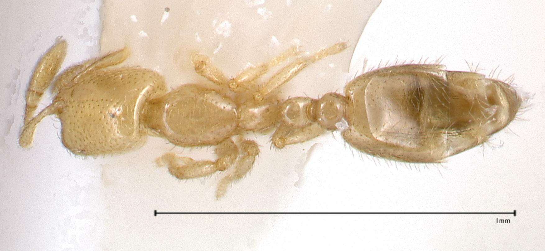 Image of Solenopsis subterranea MacKay & Vinson 1989