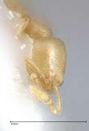 Image of Solenopsis subterranea MacKay & Vinson 1989