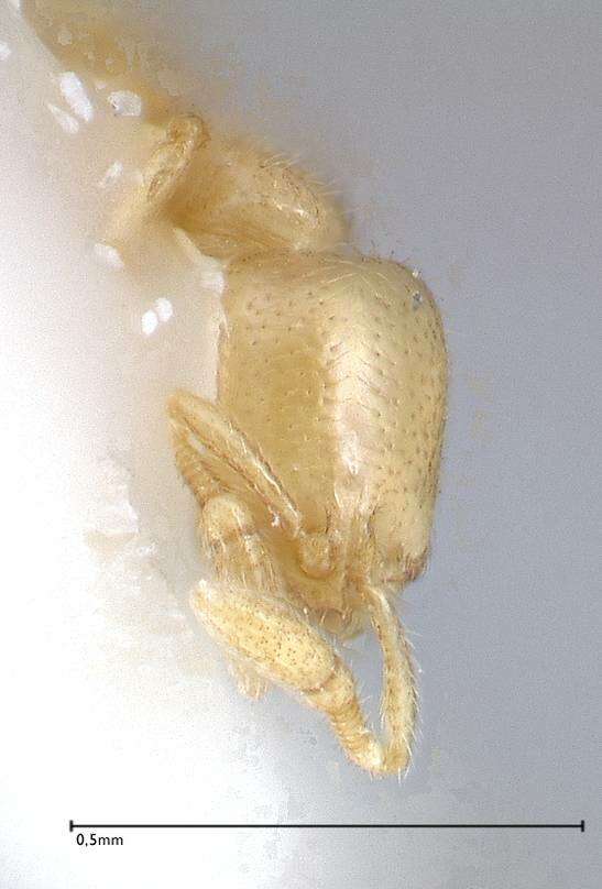 Image of Solenopsis subterranea MacKay & Vinson 1989