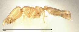 Image of Solenopsis subterranea MacKay & Vinson 1989