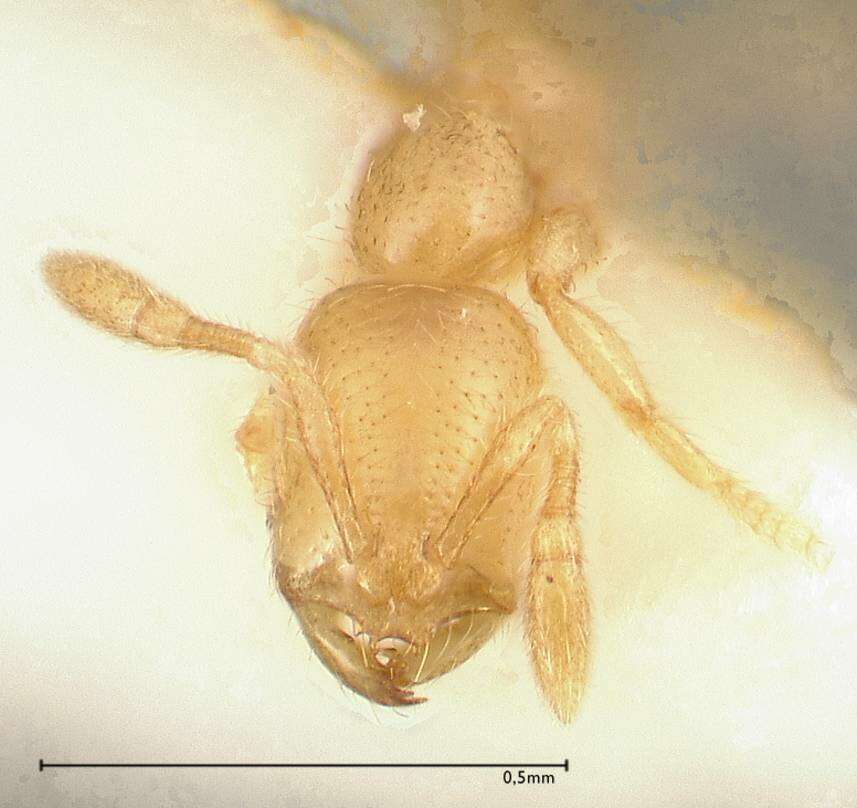 Image of Solenopsis subterranea MacKay & Vinson 1989