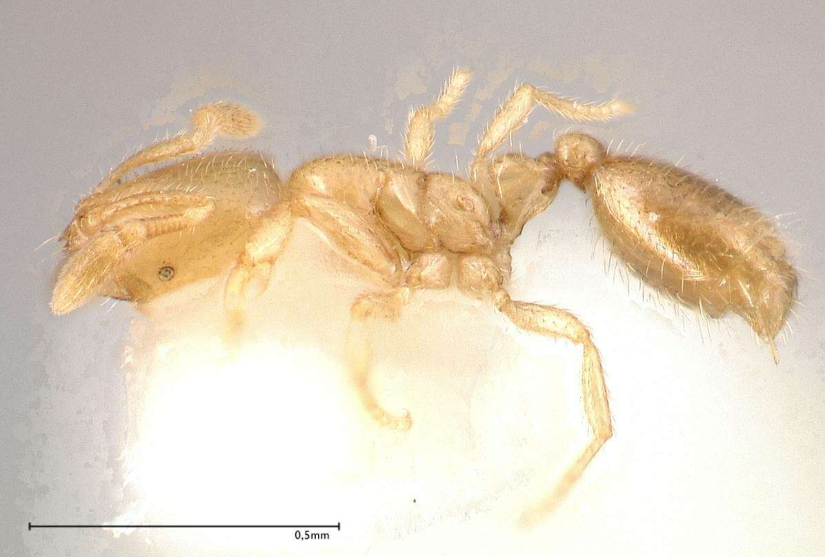 Image of Solenopsis subterranea MacKay & Vinson 1989