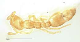 Image of Solenopsis subterranea MacKay & Vinson 1989