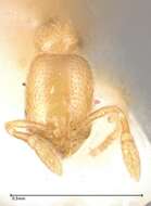 Image of Solenopsis subterranea MacKay & Vinson 1989