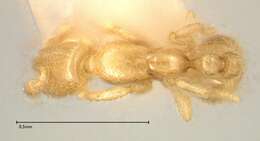 Image of Solenopsis subterranea MacKay & Vinson 1989