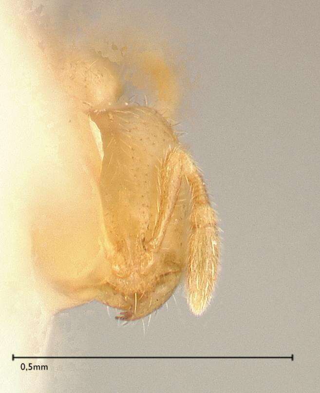 Image of Solenopsis subterranea MacKay & Vinson 1989