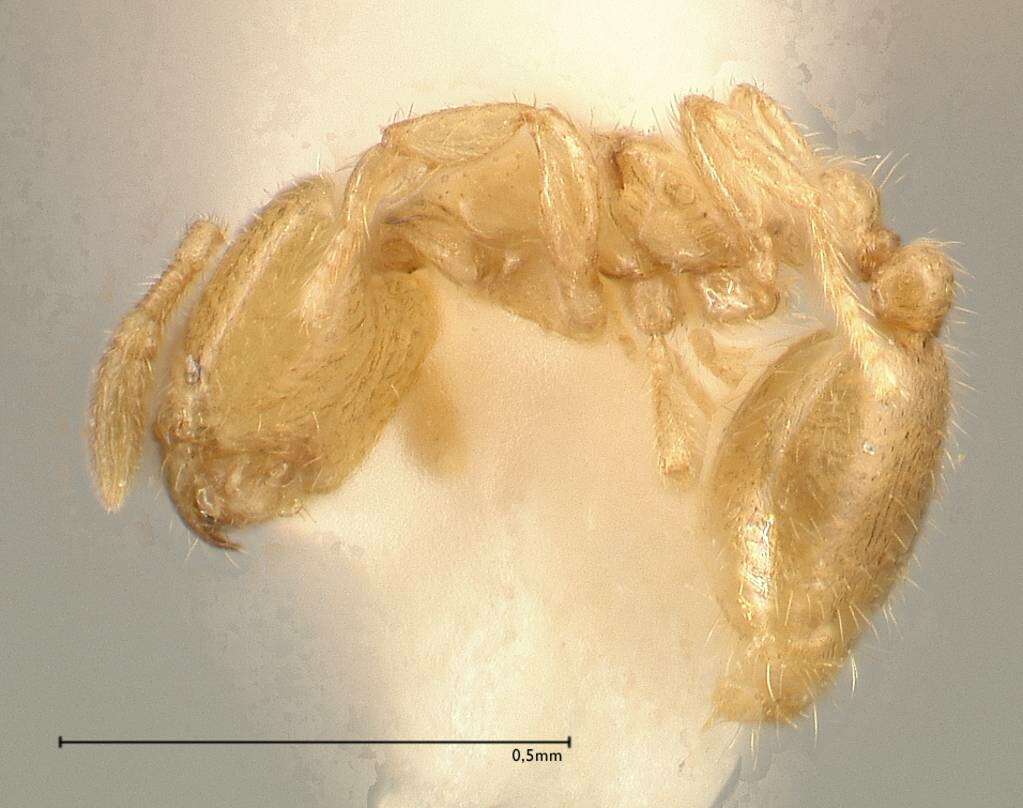 Image of Solenopsis subterranea MacKay & Vinson 1989