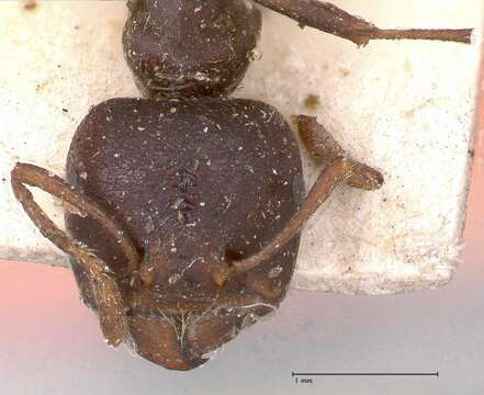 Image de Crematogaster batesi Forel 1911