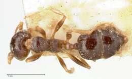 Слика од Crematogaster borneensis Andre 1896