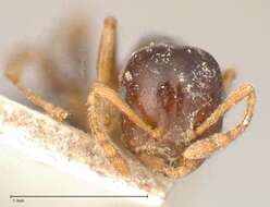 Слика од Crematogaster borneensis Andre 1896