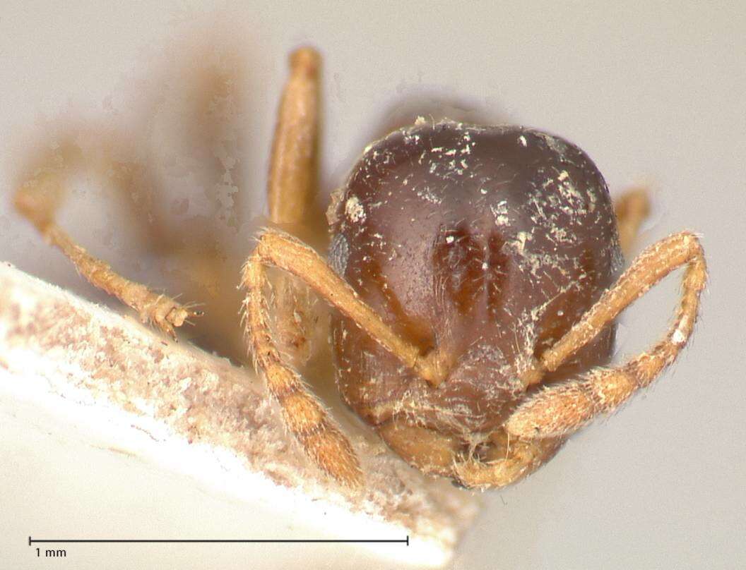 Слика од Crematogaster borneensis Andre 1896