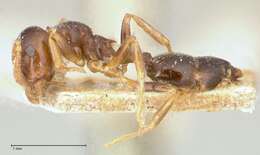 Слика од Crematogaster borneensis Andre 1896