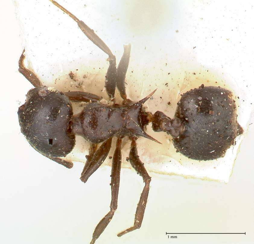 Image of Crematogaster ensifera Forel 1910