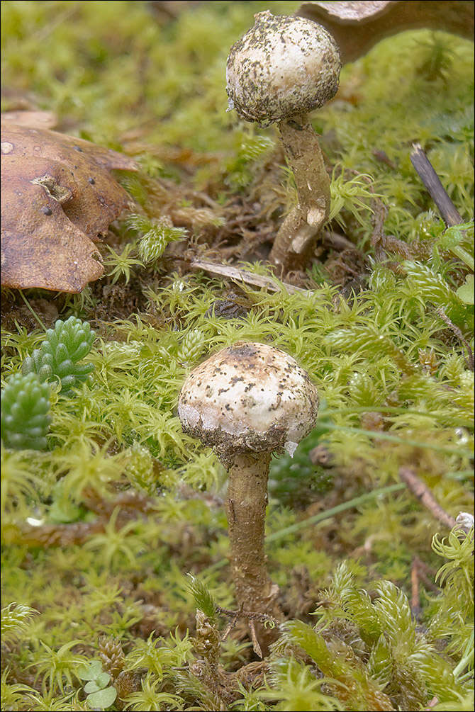 Imagem de Tulostoma brumale Pers. 1794