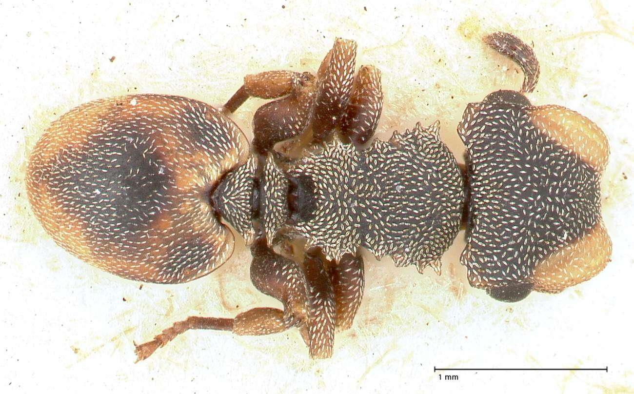 Image of Cephalotes targionii (Emery 1894)