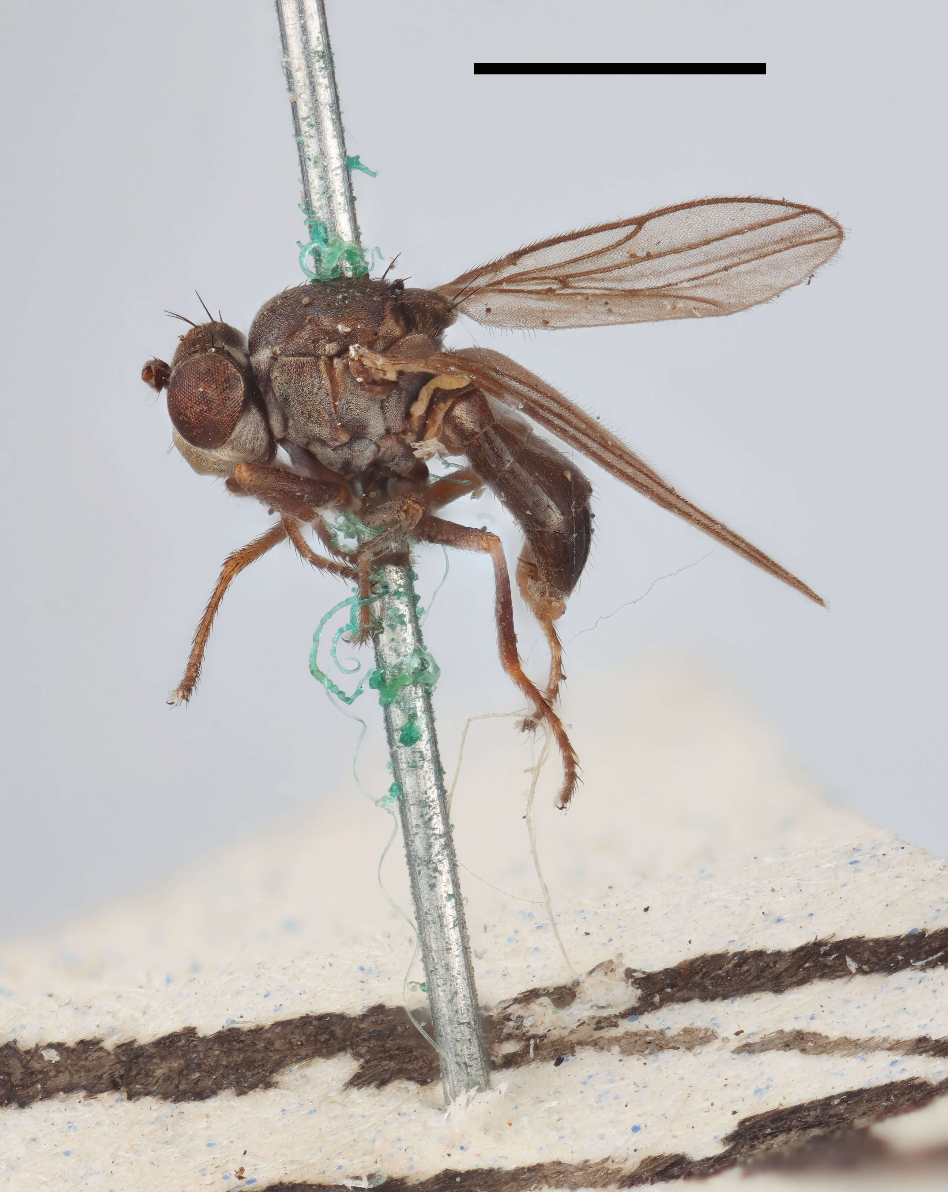 Image of Hyadina nitida (Macquart 1835)