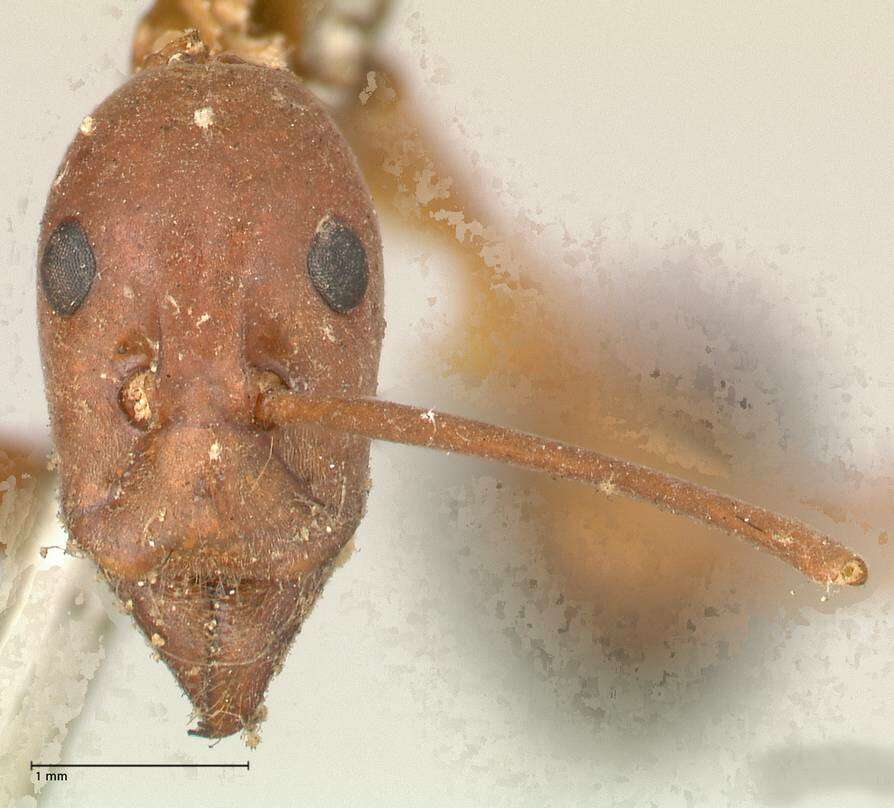 Imagem de Leptomyrmex nigriventris (Guerin-Meneville 1831)