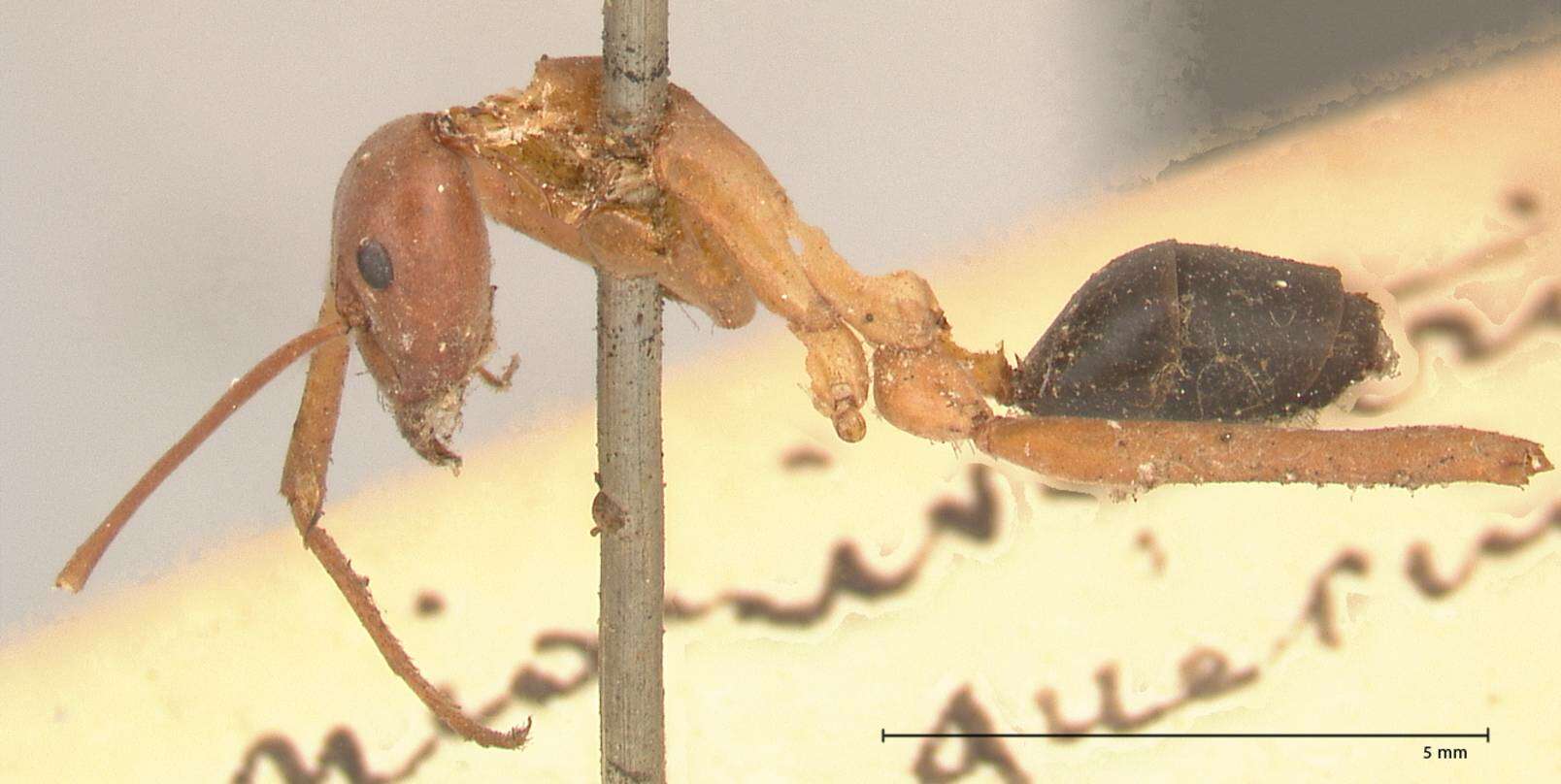 Imagem de Leptomyrmex nigriventris (Guerin-Meneville 1831)