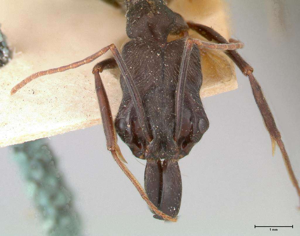 Image of Odontomachus opaciventris Forel 1899