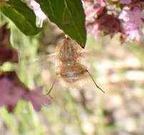 Image of Heath bee-fly