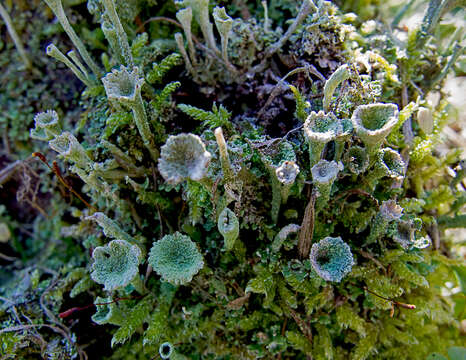 Image of deformed cup lichen