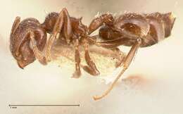 صورة Crematogaster crinosa Mayr 1862