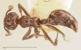 Image of Crematogaster montezumia Smith 1858