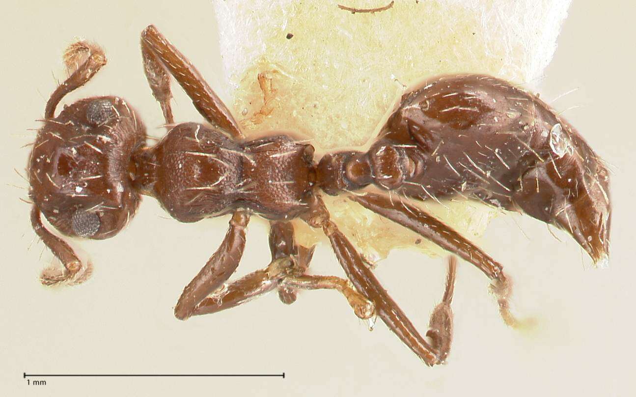 Image of Crematogaster montezumia Smith 1858