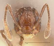 Image of Crematogaster montezumia Smith 1858