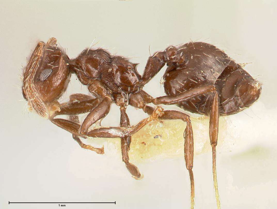 Image of Crematogaster montezumia Smith 1858