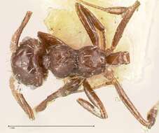 Image of Crematogaster montezumia Smith 1858