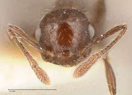 Image of Crematogaster montezumia Smith 1858