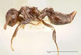 Image of Crematogaster montezumia Smith 1858