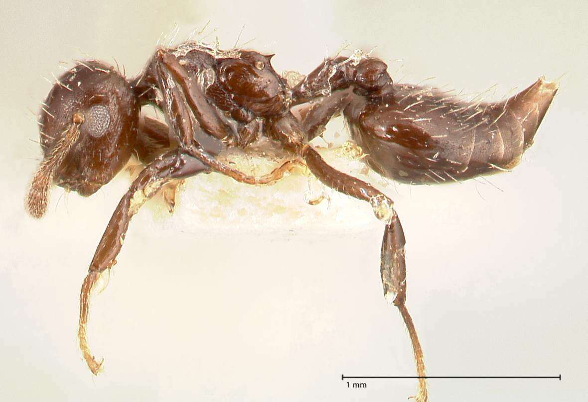 Image of Crematogaster montezumia Smith 1858