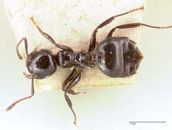 Crematogaster santschii Forel 1913 resmi