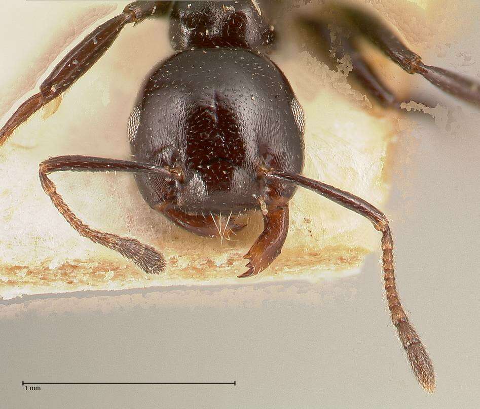 Crematogaster santschii Forel 1913 resmi