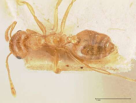 Image of Crematogaster rogenhoferi Mayr 1879