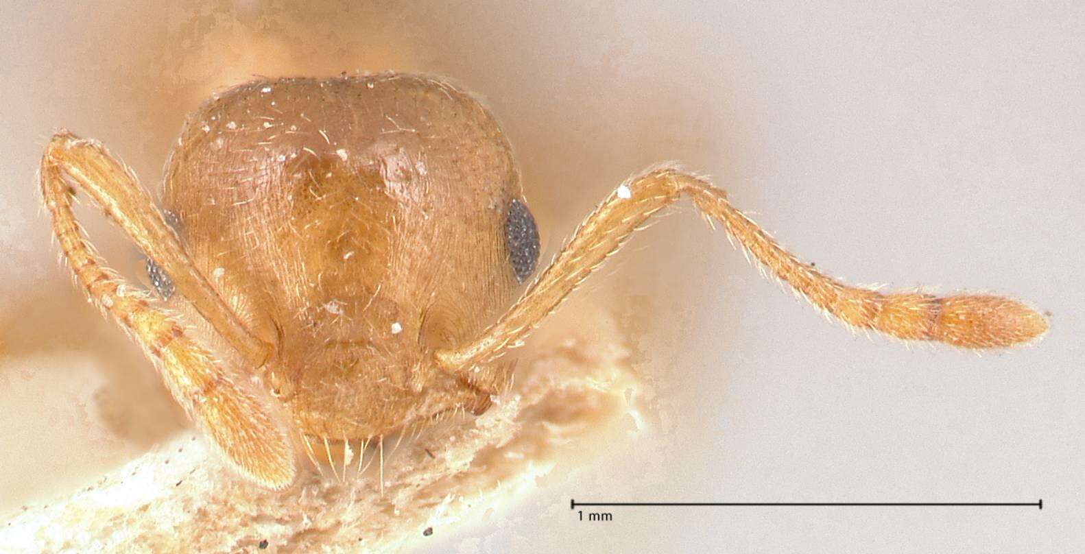 Image of Crematogaster rogenhoferi Mayr 1879