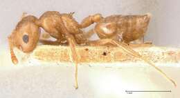 Image of Crematogaster rogenhoferi Mayr 1879