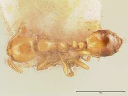 Image of Solenopsis major Theobald 1937