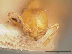 Image of Solenopsis major Theobald 1937