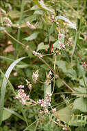 Image of Black Bindweed