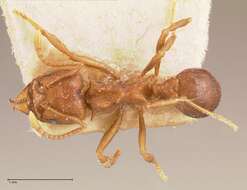 Image of Acromyrmex heyeri (Forel 1899)