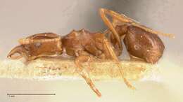 Image of Acromyrmex heyeri (Forel 1899)