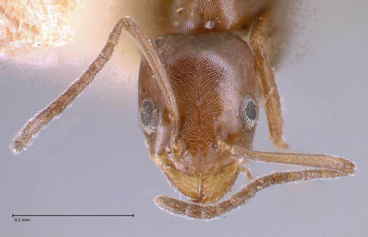 Image of Tapinoma antarcticum Forel 1904