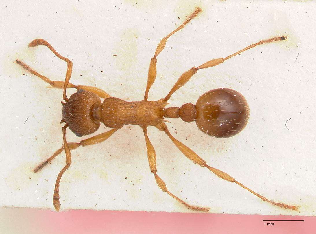 Image of Myrmica salina Ruzsky 1905