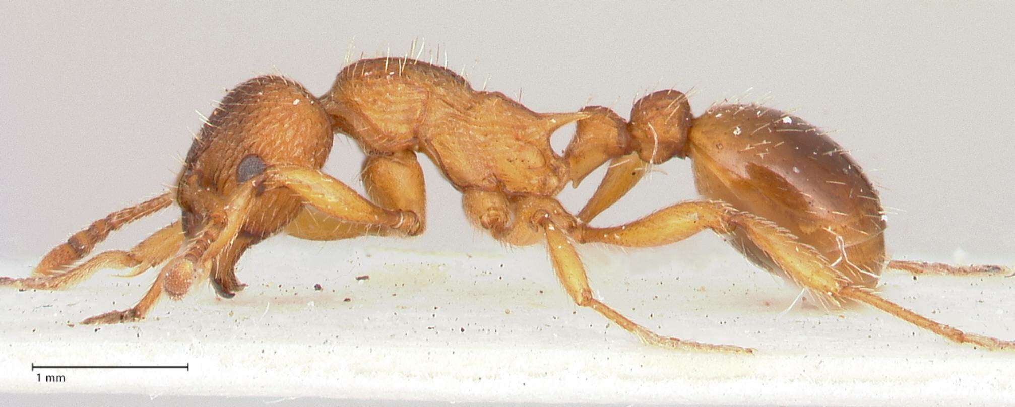 Image of Myrmica salina Ruzsky 1905