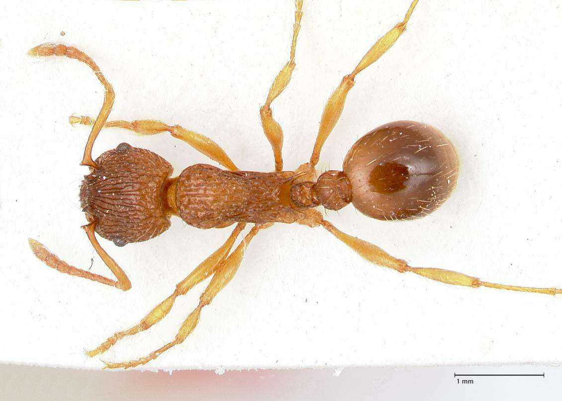 Image of Myrmica caucasicola Arnol'di 1934